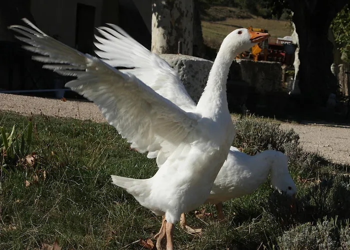 Frühstückspension La Fontaine Simiane-la-Rotonde