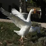 فندق مبيت وإفطار La Fontaine Simiane-la-Rotonde