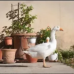 فندق مبيت وإفطار La Fontaine Simiane-la-Rotonde