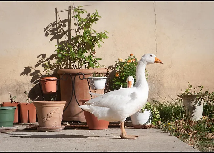 Couette-café La Fontaine Simiane-la-Rotonde